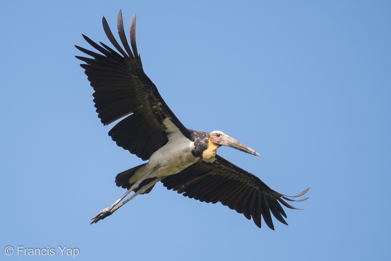 Lesser_Adjutant-190210-115ND500-FYP_5728-W.jpg