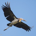 Lesser_Adjutant-190210-115ND500-FYP_5728-W.jpg