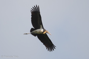 Lesser Adjutant-190210-115ND500-FYP_5925-W.jpg