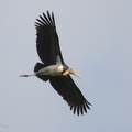 Lesser_Adjutant-190210-115ND500-FYP_5925-W.jpg