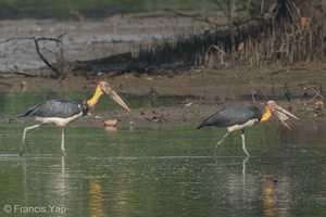 Lesser Adjutant-200903-117MSDCF-FYP02323-W.jpg