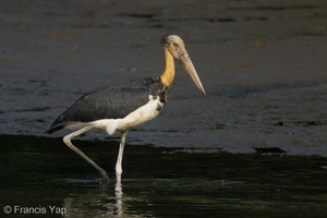 Lesser Adjutant-210728-117MSDCF-FRY04260-W.jpg