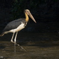 Lesser_Adjutant-210728-117MSDCF-FRY04828-W.jpg