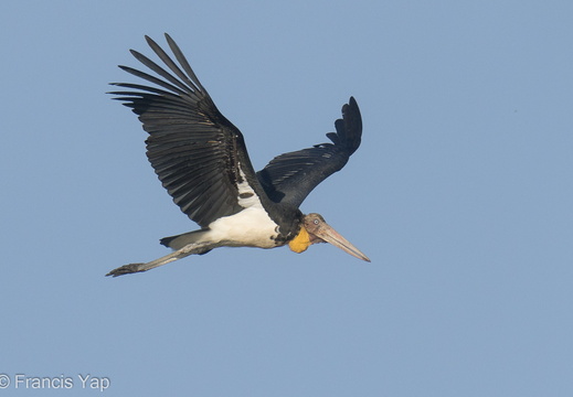 Lesser Adjutant