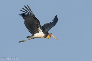 Lesser Adjutant-220226-141MSDCF-FRY03304-W.jpg