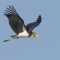 Lesser_Adjutant-220226-141MSDCF-FRY03304-W.jpg