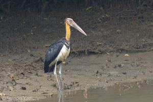 Lesser Adjutant-251110-131FRYAP-FYA07213-W.jpg