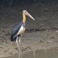 Lesser_Adjutant-251110-131FRYAP-FYA07213-W.jpg