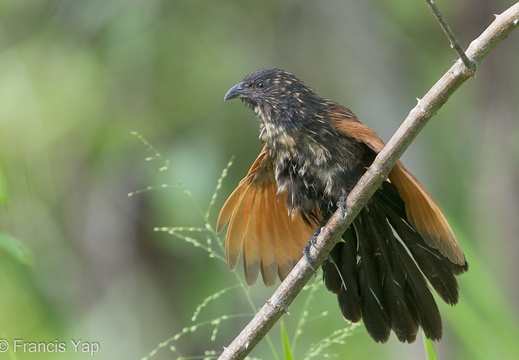 Lesser Coucal