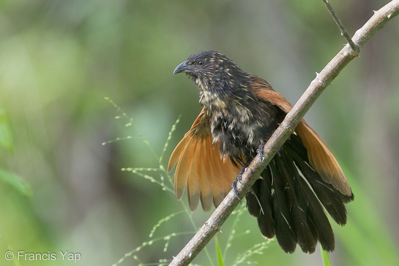 Lesser_Coucal-120201-108EOS1D-FYAP0519-W.jpg