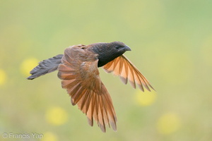 Lesser Coucal-201128-125MSDCF-FYP06672-W.jpg