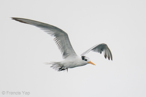 Lesser Crested Tern-201018-120MSDCF-FYP00905-W.jpg