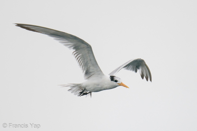 Lesser_Crested_Tern-201018-120MSDCF-FYP00905-W.jpg