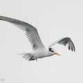 Lesser_Crested_Tern-201018-120MSDCF-FYP00905-W.jpg