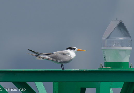 Lesser Crested Tern - display this album Lesser Crested Tern