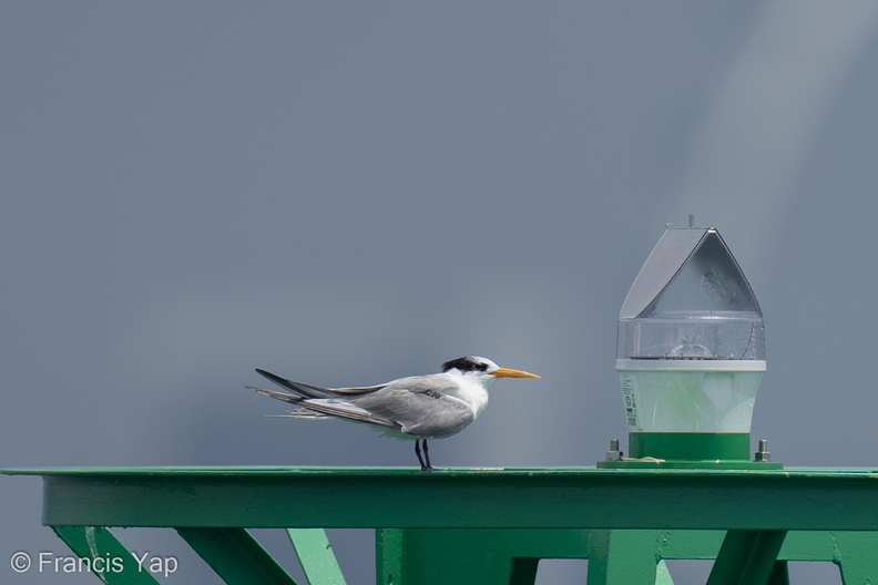 Lesser_Crested_Tern-210926-121MSDCF-FRY02884-W.jpg