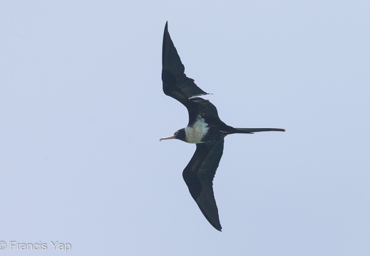 Lesser Frigatebird