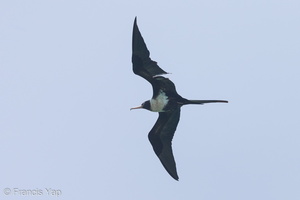 Lesser Frigatebird-121028-103EOS1D-FY1X4505-W.jpg