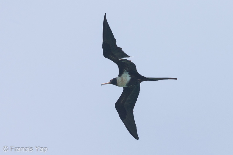 Lesser_Frigatebird-121028-103EOS1D-FY1X4505-W.jpg