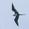 Lesser_Frigatebird-121028-103EOS1D-FY1X4505-W.jpg