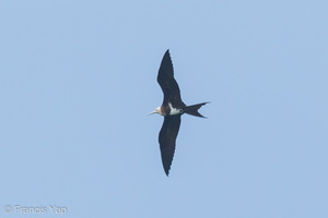 Lesser Frigatebird-150426-102EOS7D-FY7D3786-W.jpg