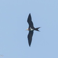 Lesser_Frigatebird-150426-102EOS7D-FY7D3786-W.jpg