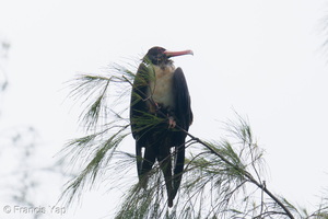 Lesser Frigatebird-260902-205FRYAP-FYA06718-W.jpg