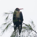 Lesser_Frigatebird-260902-205FRYAP-FYA06718-W.jpg