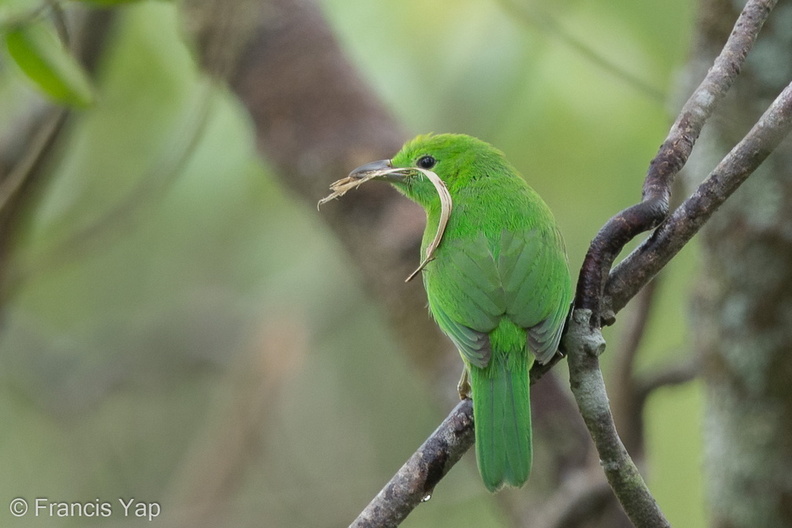 Lesser_Green_Leafbird-160415-124EOS1D-FY1X6731-W.jpg