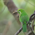 Lesser_Green_Leafbird-160415-124EOS1D-FY1X6731-W.jpg