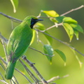 Lesser_Green_Leafbird-170517-100ND500-FYP_2511-W.jpg