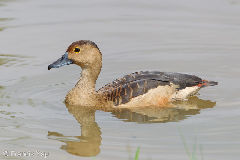 Lesser_Whistling_Duck-120205-108EOS1D-FYAP4100-W.jpg