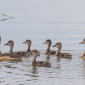 Lesser_Whistling_Duck-131215-112EOS1D-FY1X5196-W.jpg