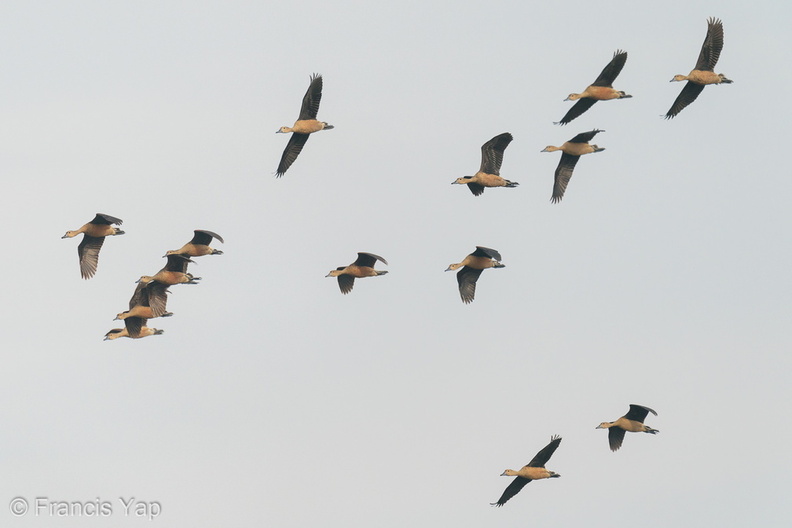 Lesser_Whistling_Duck-200829-116MSDCF-FYP07200-W.jpg