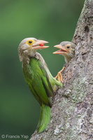 Lineated Barbet-190330-116ND500-FYP_3442-W.jpg