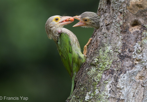 Lineated Barbet