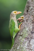 Lineated Barbet-190330-116ND500-FYP_4764-W.jpg