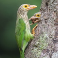 Lineated_Barbet-190330-116ND500-FYP_4764-W.jpg