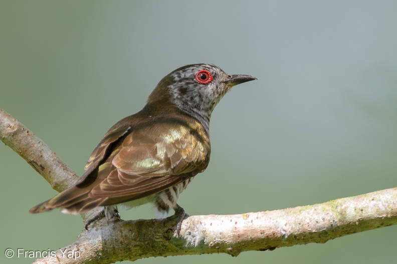 Little_Bronze_Cuckoo-110123-105EOS7D-IMG_9359-W.jpg