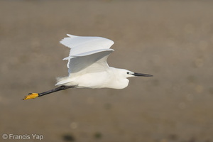 Little Egret-160819-103EOS1D-F1X26219-W.jpg