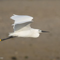 Little_Egret-160819-103EOS1D-F1X26219-W.jpg