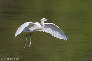 Little Egret-200830-117MSDCF-FYP00015-W.jpg