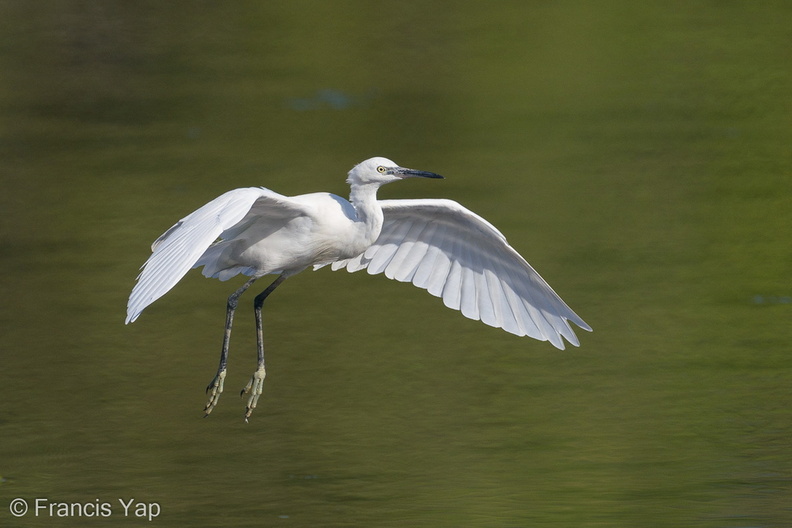 Little_Egret-200830-117MSDCF-FYP00015-W.jpg