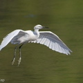 Little_Egret-200830-117MSDCF-FYP00015-W.jpg