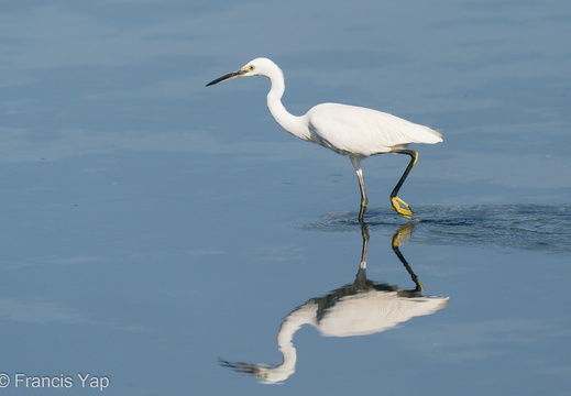 Little Egret