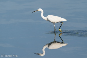 Little Egret-200830-117MSDCF-FYP00302-W.jpg