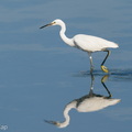 Little_Egret-200830-117MSDCF-FYP00302-W.jpg