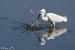 Little Egret-200830-117MSDCF-FYP00357-W.jpg