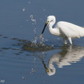 Little_Egret-200830-117MSDCF-FYP00357-W.jpg