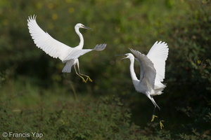 Little Egret-220115-136MSDCF-FRY01759-W.jpg